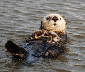 Sea Otter 