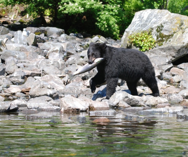Black bears rely on clean, healthy streams. Photo by Bala K. Srinivas