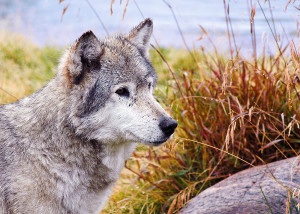 Wolves and other animals in the Great Lakes region could be harmed by spills and other impacts from tar sands expansion. Photo by Gregory J. Fisher