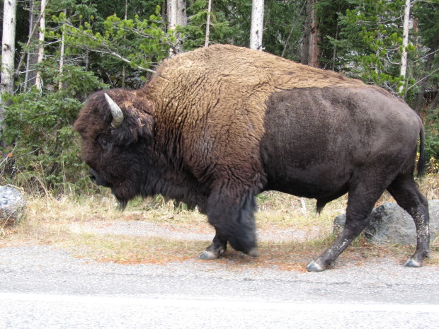 Lone Yellowstone Bison