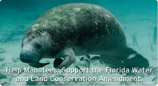 The Florida Water and Land Conservation Amendment is a ballot initiative to stop the raiding of conservation funds and return to protecting important habitat areas.