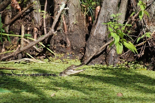 Alligator in Louisiana's Honey Island Swamp