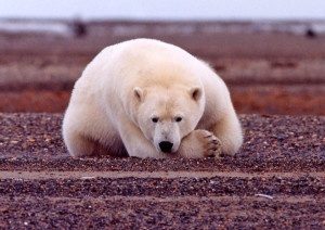 Polar bear. Photo by Susanne Miller, USFWS