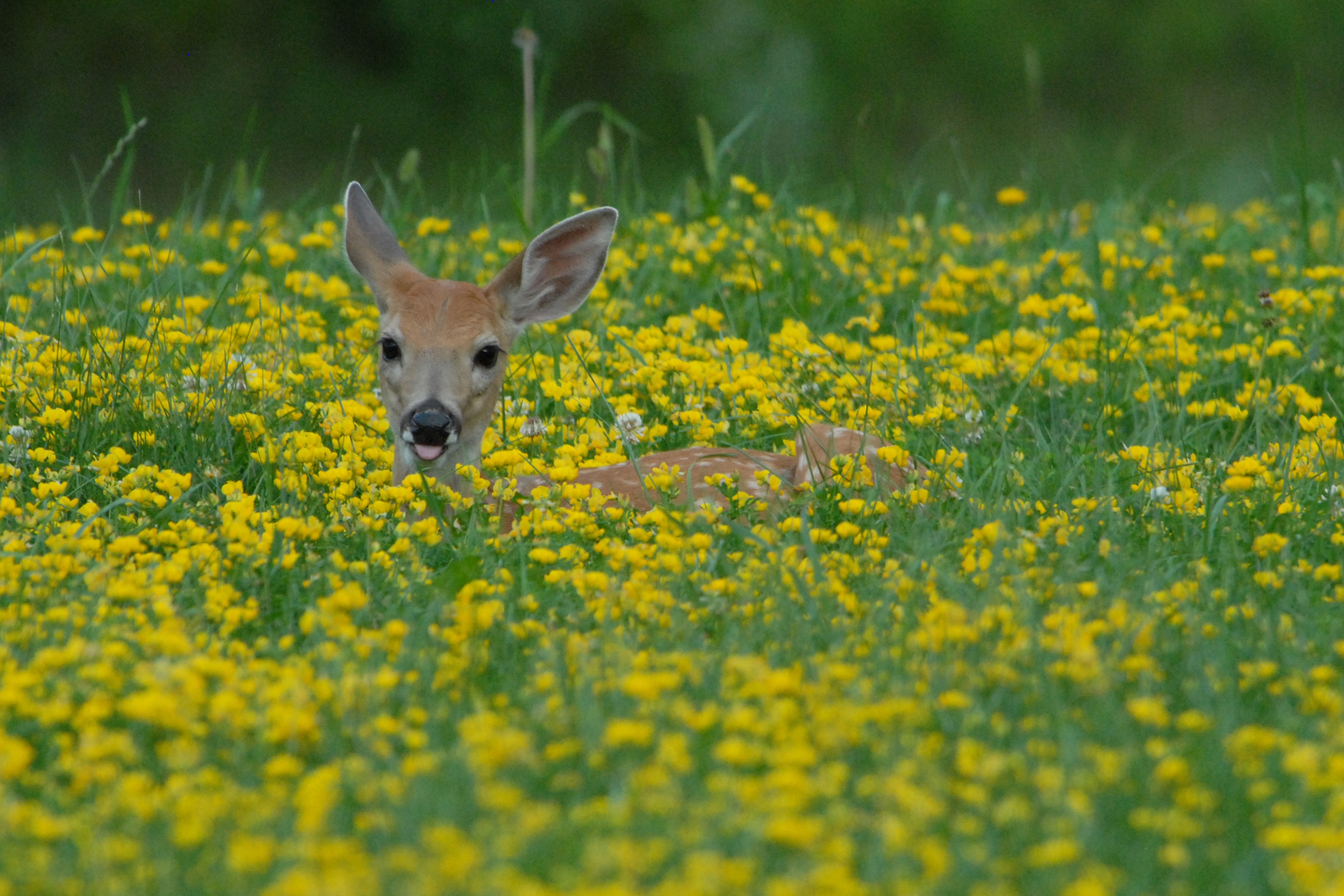 Finding a Fawn: What To Do : The National Wildlife Federation Blog