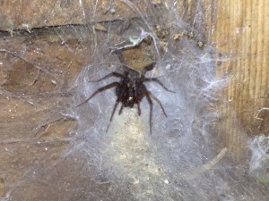 Image of giant house spider on top of funnel-type web