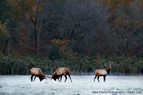 Bull elk during fall rut