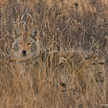 Coyote in Turnbull National Wildlife Refuge