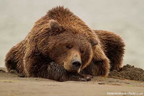 Napping grizzly bear