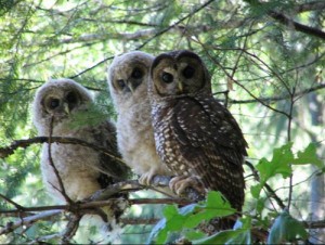 Three northern spotted owls in a tree