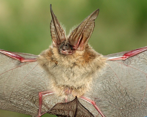A female Townsend's big-eared bat, Corynorhinus townsendii.