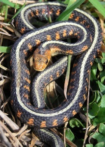 Common garter snake. White striped down back, dark body, orange markings. Photo: OR DFW