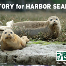Harbor Seals