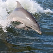 Dolphin