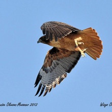 Red-tailed hawk