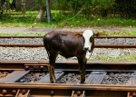 Cow on train tracks