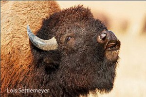 bison, Montana, Fort Peck, Yellowstone, NWF, National Wildlife Federation,