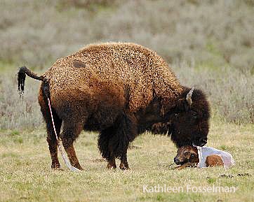 Bison, Yellowstone, NWF, National Wildlife Federation, Montana, Fort Peck