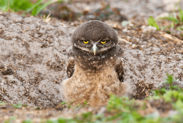Burrowing owlet