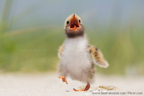 Common tern chick