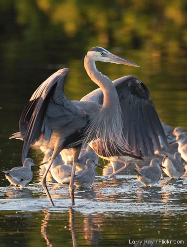 Great blue heron, Everglades