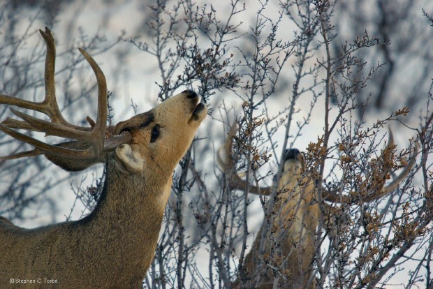 Northwestern Colorado is home to oil shale deposits and some of the country's argest mule deer herds. Photo by Steve Torbit