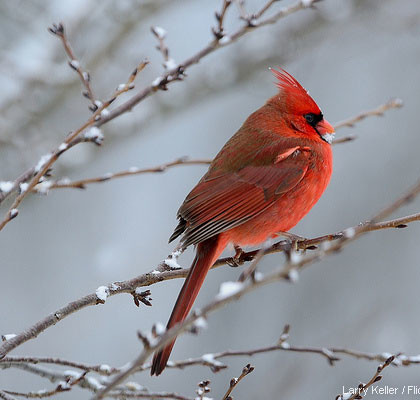 Photo of the Day: Northern Cardinal • The National Wildlife Federation ...