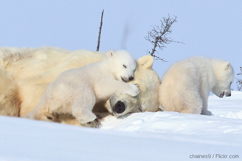 Polar bear mother and cubs