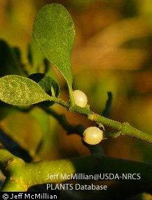 Mistletoe from USDA, Christmas, berries