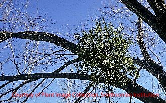 USDA mistletoe photo, Christmas, witch's broom, witches' brooms