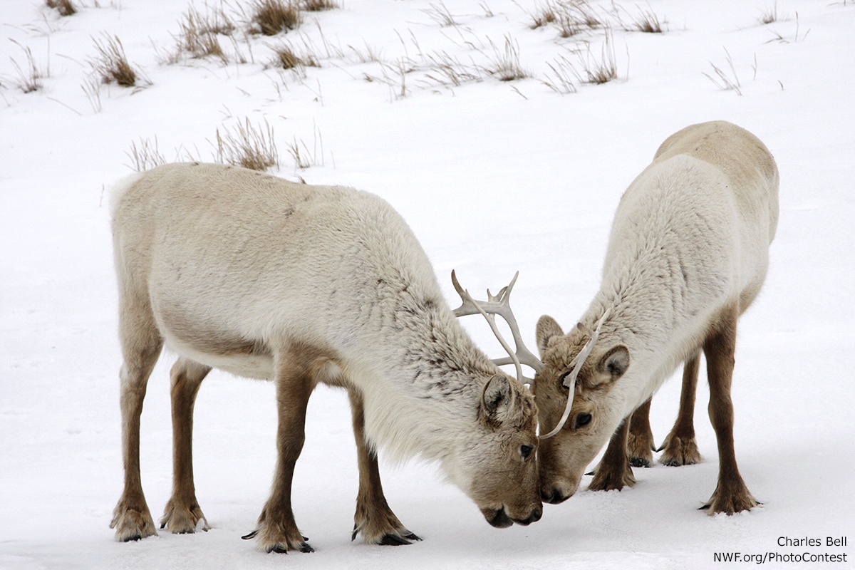 10 Festive Facts About Reindeer - The National Wildlife Federation Blog