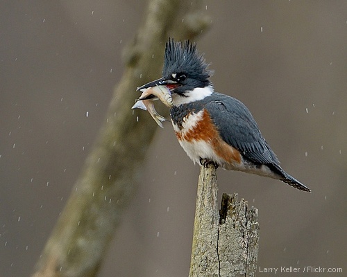 Belted kingfisher with its catch