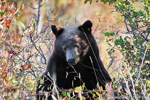 Black bear in Grand Teton National Park