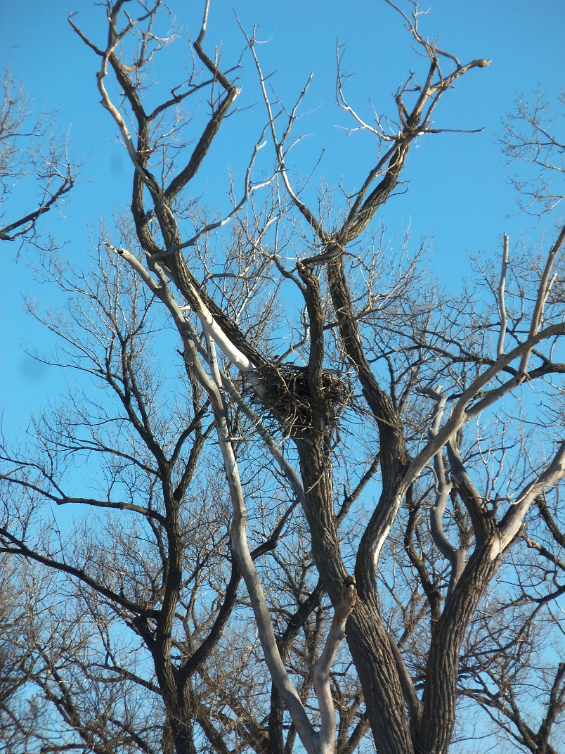 Bob Allpress's bald eagle nest