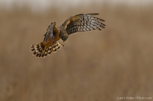 Northern harrier searching for prey