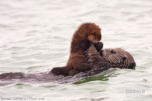 Sea otter mom and pup