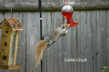 squirrel appreciation day, gray squirrel, bird feeder