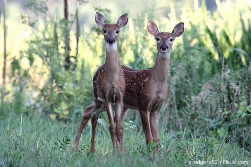 White-tailed fawns