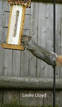 squirrel appreciation day, bird feeder, gray squirrel