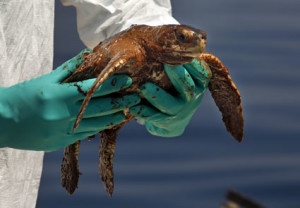 oiled sea turtle after the BP oil disaster (photo credit NOAA)