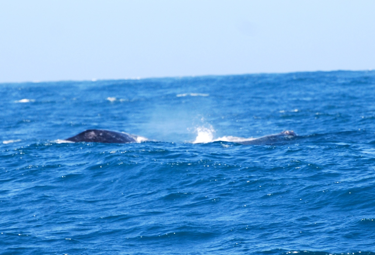 Gray whale : The National Wildlife Federation Blog