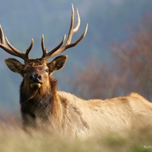 Bull Elk by Richard Watson