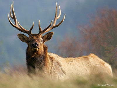 Bull Elk by Richard Watson