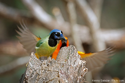 An Altamira oriole swoops in behind a green jay