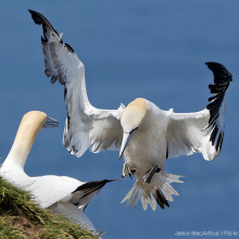 Northern gannets