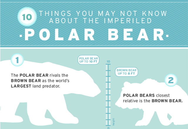 10 Things You May Not Know About the Polar Bear