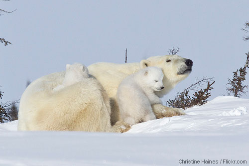 Polar bears in Wapusk National Park, Canada