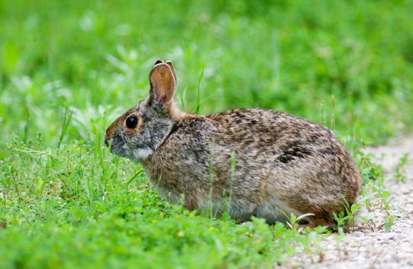 The rare swamp rabbit is found in the New Madrid Floodway. Its dense fur makes it possible for the rabbit to regularly take to water to escape predators or reach new habitat. (Missouri Department of Conservation)