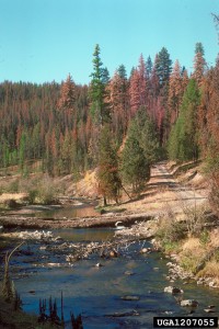 Dave Powell - USDA Forest Svc - La Grande Ranger District - Bugwood