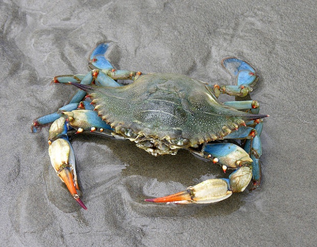 Blue crab, Flickr photo by Jere7my Tho?rpe. 