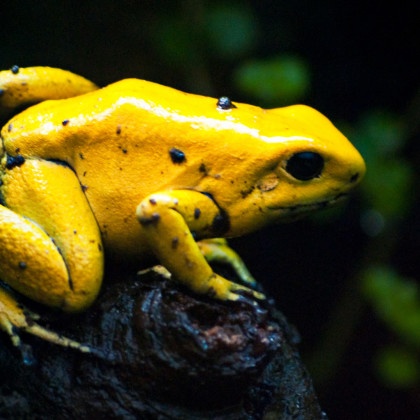 Pot O' Gold: 11 Species You Might Find at the End of a Rainbow • The ...